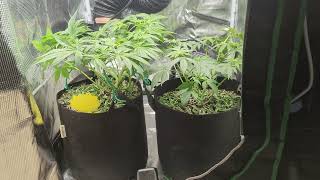 08/30/2024 Papa Smurf (F) by Atlas Seeds/Blueberry Breath #6 x Very Cherry (R) by Okcalyxx Genetics