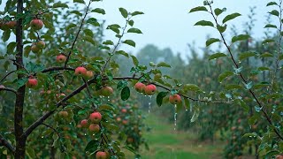 Tranquil Countryside Views for Inner Peace, rain sound