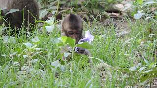 Ally monkeys when leg pain nobody near him #animals #cute #sad