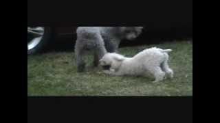 Mickey and Monkey playing