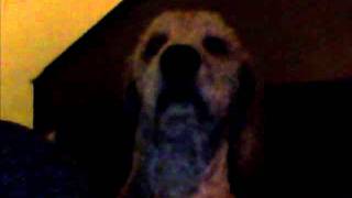 Majestic Hound