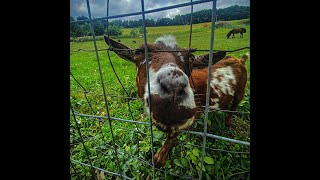 [FREE FOR PROFIT] HYPERPOP x GLO TYPE BEAT "undisputed, she loved our date to the farm." Prod. UR1N3