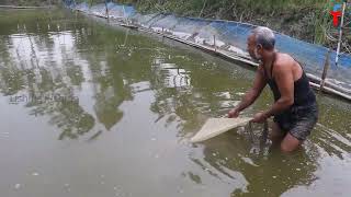 Net Fishing in Village Pond   Fishermen Catch UNBELIEVABLE Amount of Fish