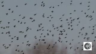 Le ballet aérien des Étourneaux/The aerial ballet of the Starlings