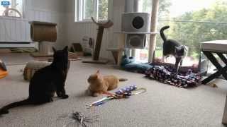 Tiny Kittens Bunny doesn't wanna play with TeeKay