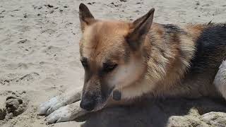 Timba won't go play w/o me at Dog Beach
