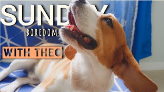 BORING SUNDAY WITH THEO THE BEAGLE | joshuaaakyle