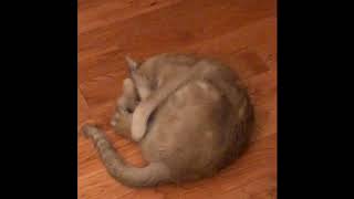 Jack cat Is Cra Cra