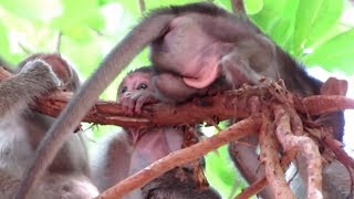 MONKEY LIFE , NEW SIKA PLAY ON THE TREE WITH BROTHER AND MOTHER/POPULAR DAILY
