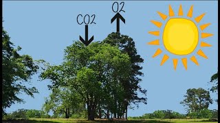 Bill Gates Funds Scheme to Chop, Bury Trees to Fight "Climate Change"