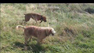 A dogs day in paradise