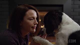 Royalty Free Stock Footage of People and Dogs and Cats