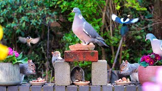 CAT TV NO ADS 🕊️ Birds & Squirrels Discover Food on Wall 🐿️ Videos for cats to watch 4K HDR