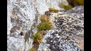 Antarctic Plants Thriving As Temperatures Rise