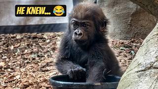 Baby Gorilla’s Classic “Am I in Trouble?” Look 😆🦍 | Mboka Jo at 8 Months