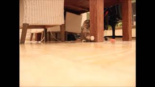 Maine Coon plays with ball