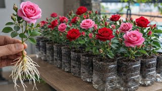 Propagate 1,000 Rose Bushes in Just 7 Days 🌹 | Ultra-Low Cost Method