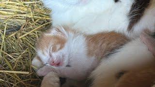 Asmr with tiny kitty