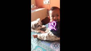 Baby love #Shitzu