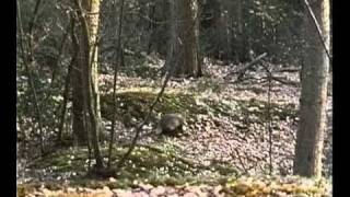 "At Home With Badgers" with Eric Ashby 1978, BBC2 22 July 1989 Part 2