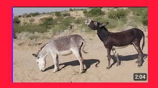 Monkey  Donkey  cartoon   videos 