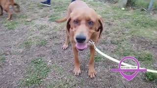 Pet of the Week |  Rusty Lacey Sandy