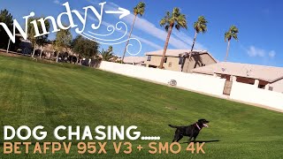 Dog Chasing...... BetaFPV 95X V3 & SMO 4K - Downgraded Firmware!!