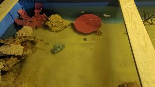 Bamboo shark and Guitar sharks new home.