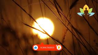 Beautiful Music for stress for Sleep | Meditva | Healing and Relaxing Music Library