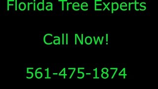 Delray Beach Tree Removal | 561-475-1874