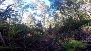 Bow hunting Sambar deer & Tracking for Beginners