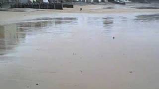 Harry mooching on Saundersfoot beach, windy day.