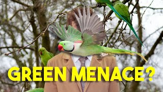 What's Up with London's Parakeets?