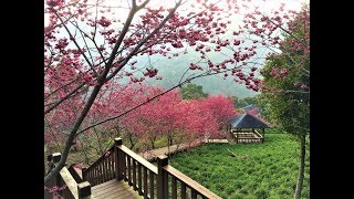 友好国 台湾の山中でみる美しき花たち～沐心泉休閒農場～
