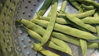 First harvest|Pot garden|Organic