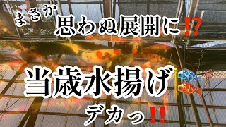 【錦鯉】お宅訪問and当歳水揚げ🎏#koi #nishikigoi