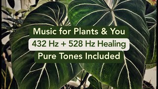 432 Hz + 528 Hz Healing Music for Plants & People 🌱 Pure Frequency Tones for Growth & Harmony