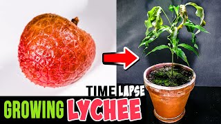 Growing Lychee Tree From Seed (76 Days Time Lapse)