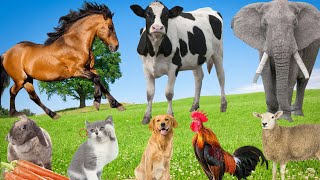 Relaxing Animal Sounds: Elephant, Lion, Goat, Dog, Rabbit, Pig, Rooster, Duck | Peaceful Farm