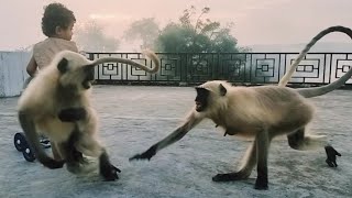 Funny Animal Compilation Videos || Baby Funny Moments With Little Girl 🤣 | Bandar | Langur | 