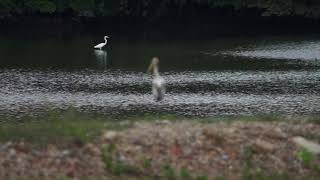 Sungei Buloh, Singapore - Video 10