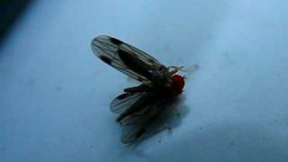 flies mating on my car