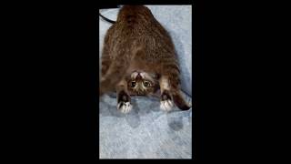 animals that make you laugh