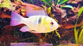 German Blue Ram Aquarium Live Stream ~ Relaxing Community Fish Tank with Water Sounds