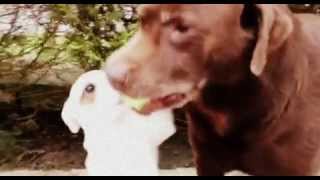 Chocolate Labrador & Staffy x puppy