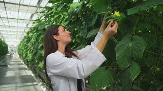 Agriculture scientist, botanist, biologist counts flowers on cucumber bush growing in huge