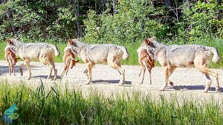 Wolves transporting fawns they have killed to their pups