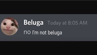 I Chatted with beluga!!!