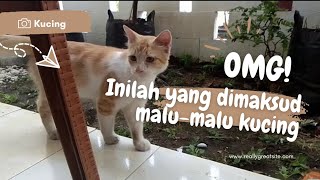 Mungkin inilah yang dimaksud Malu-malu kucing