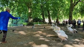 2022-06-15 Feeding the pelicans in St James's Park
